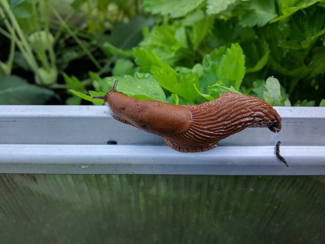 Et højbed bygget af træ i en frodig have, klar til at blive beplantet.
